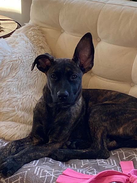 young dog sitting on a couch with one ear standing straight up